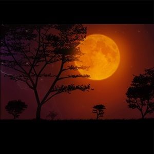 Meet your Posher, Bailey